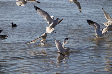 Fototapeta premium Bird