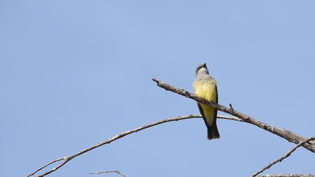 HD video of one Cassins kingbird, a large tyrant flycatcher native to western North America, perched high in a barren tree, chirping out a song. Flies away briefly then returns to the lower branch.