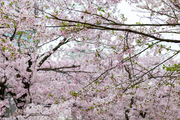 Many sakura flowers or cherry blossom. Flowers pinkish color. Spring. Japan.