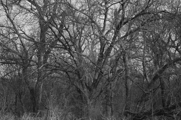 Fototapeta premium White Woods