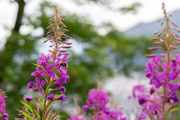 Photo of pink flowers. A bumblebee or bee is flying near the flowers. The background is green and out of focus.