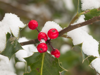 Snow covered red holly berries and green foliage.