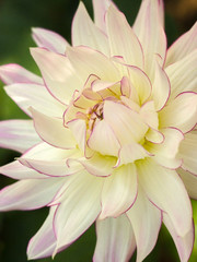 Fototapeta premium Large white dinner plate dahlia flower with pink edged petals.