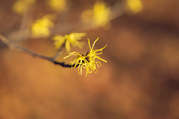 Yellow witch hazel flowers blooming in the winter