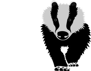 Eurasian Badger © luis sandoval