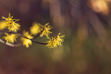 Yellow witch hazel flowers blooming in the winter