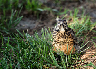 A baby Robin in the grass