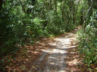 trilha pela floresta