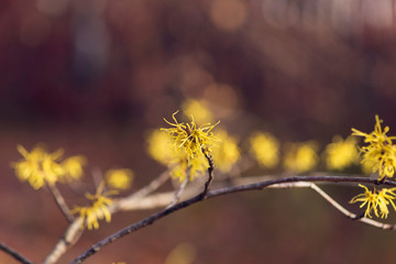 Yellow witch hazel flowers blooming in the winter