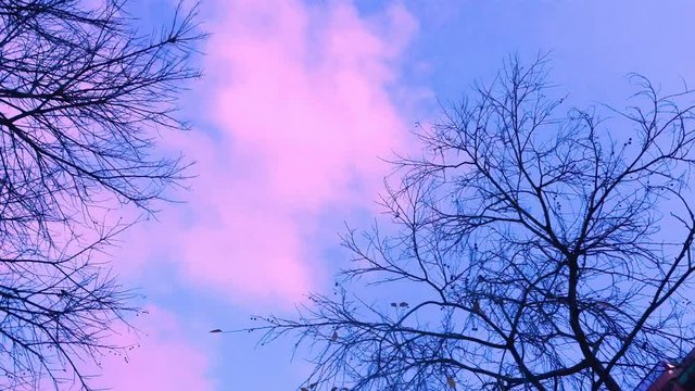 Tree branches. 4k Video