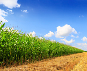 Stubble field after cutting grain and corn field © Željko Radojko