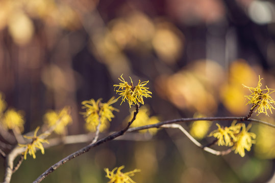 Yellow witch hazel flowers blooming in the winter