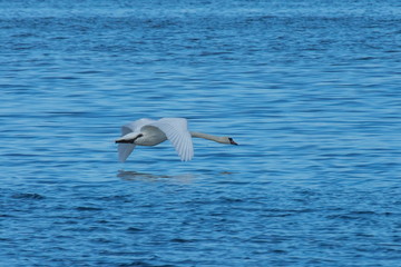 Höckerschwan