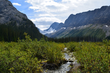 Fototapeta na wymiar Meadow and stream on Burstall Pass Trail, Kananaskis, Alberta
