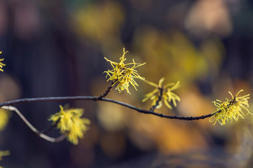 Yellow witch hazel flowers blooming in the winter