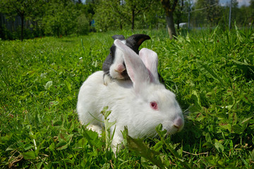Rabbits on green grass