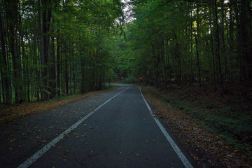 Fototapeta premium Forest road on a cloudy day