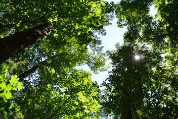 Fototapeta premium Sun streaming though maple forest canapy