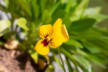 yellow flower background