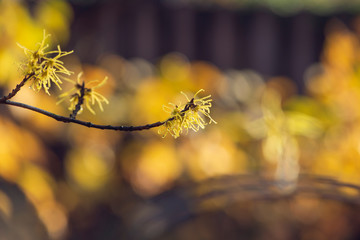 Yellow witch hazel flowers blooming in the winter