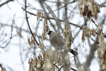 Bullfinch female sitting on the branches of the maple tree.