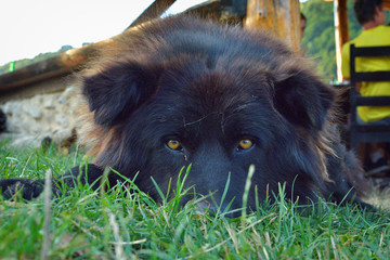 Obraz na płótnie Canvas Romanian Carpathian Shepherd Dog