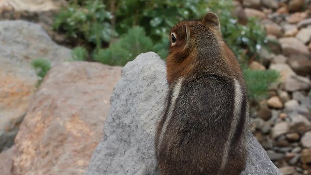 brown chipmunk with white stripes on a rock