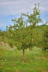 Orchard or garden of apple trees in the summer with blue sky and white clouds.