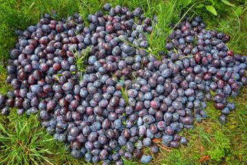 Ripe plums in the grass