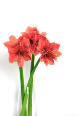 Three amaryllis coral color in glass vase on white background. Color trend of the year. Place for text.