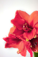 Obraz na płótnie Canvas Beautiful amaryllis coral color on white background. Shallow depth of field. selective focus. Color trend of the year.