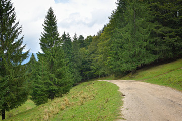 Fototapeta premium forest road in a forest near the Predeal,Brasov, Romania