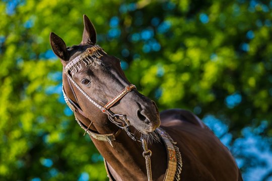 Beautiful dark brown akhal teke horse with decorated silver and red show halter on standing in a pasture, sunny spring day at a ranch, blurry green tree in background