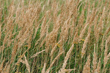 Grass background