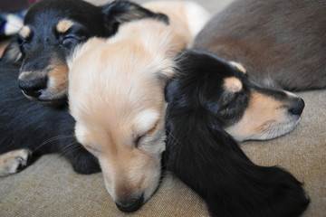 お昼寝するミニチュアダックスの仔犬