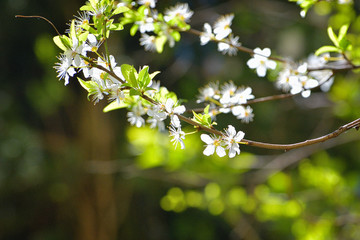 Cherry blossoms