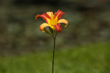 red and yellow flower