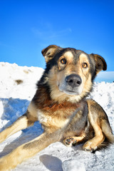 dog lies on the snow