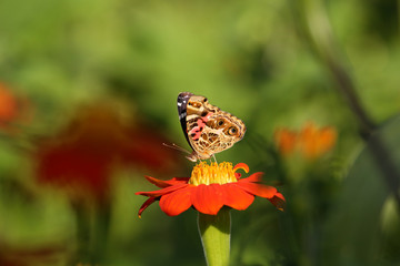 butterfly on flower
