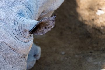 Naklejka premium Close up oreille d'un rhinocéros blanc