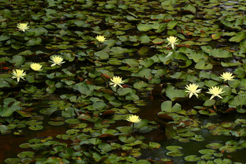 Lake with Lotus in Brazil