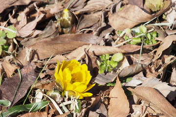 福寿草, Amur adonis	