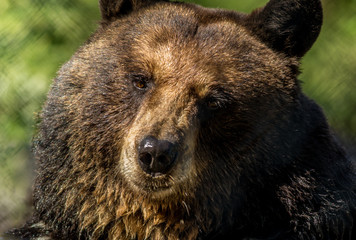 Black bear closeup green background