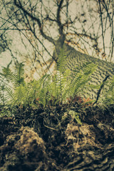 Big tree with roots