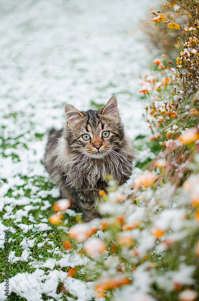 Wall mural a little cat walks in the fresh air and snow