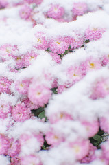 Chrysanthemum flowers grow outdoors in the fall