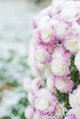 Chrysanthemum flowers grow outdoors in the fall