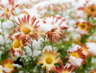 Chrysanthemum flowers grow outdoors in the fall