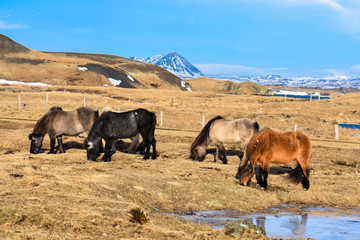 Horses Grazing in Iceland 