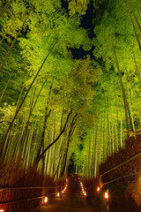 Fototapeta na wymiar Illuminated Bamboo forest in Arashiyama at Kyoto